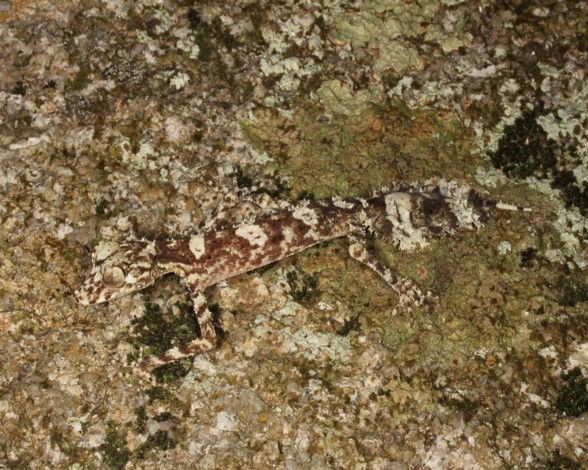 gecko-colahoja