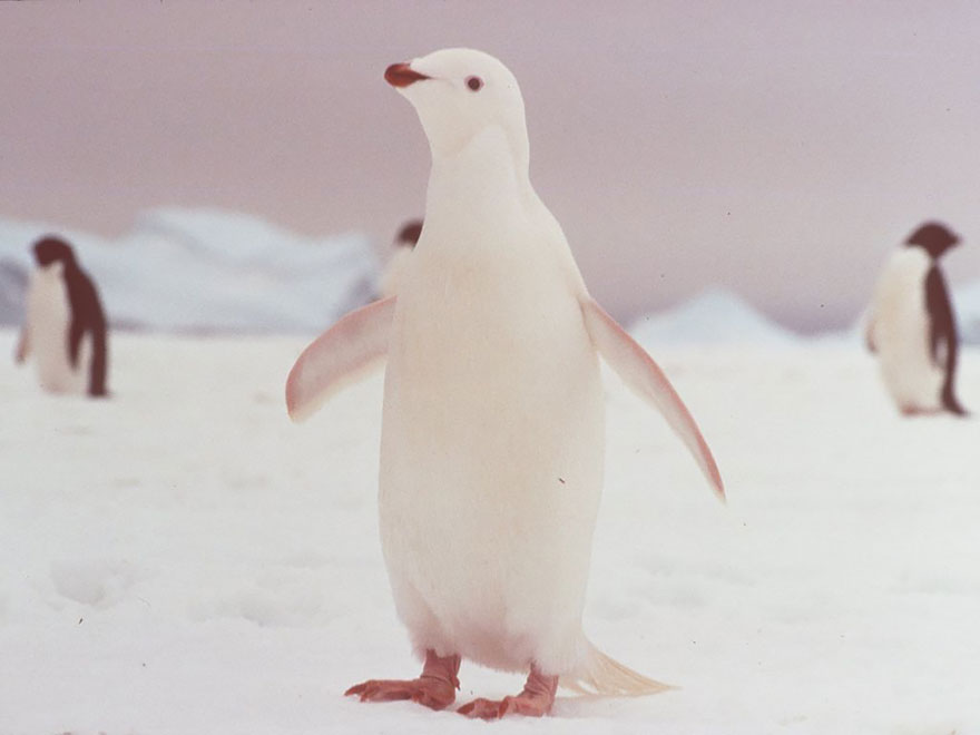 [Imagen: Pinguino.jpg]