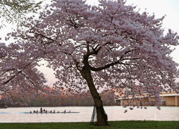 Washington's Famed Cherry Blossoms Mark Advent Of Spring