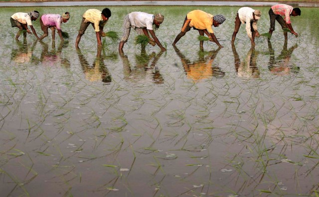 Obreros trabajan en un campo de arroz en la aldea Gunowal en las afueras de la norteña ciudad india de Amritsar (Munish Sharma / Reuters)