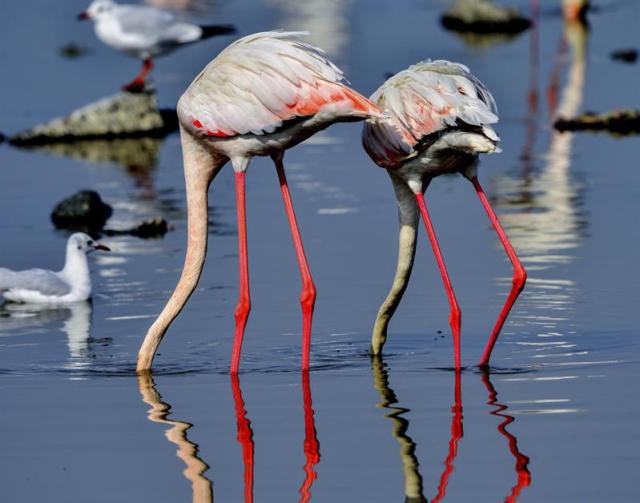 Dos flamencos buscan comida en las aguas del Golfo Pérsico, en la ciudad de Kuwait, Kuwait, hoy jueves 20 de noviembre de 2014. Numerosas bandadas de aves sobrevuelan Kuwait durante su periodo de migración. EFE/Raed Qutena
