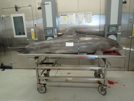 National Oceanic and Atmospheric Administration (NOAA) photo of a dolphin killed with a hunting arrow in Orange Beach Alabama