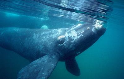 publican-genoma-de-ballenas-boreale