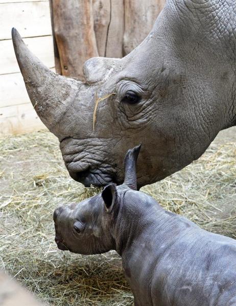 Foto: Una cría de rinoceronte permanece junto a su madre "Tamu" en el zoo de Salzburgo (Austria) hoy, miércoles 8 de abril de 2015. Esta cría es la primera en nacer en el zoo de Salzburgo / EFE