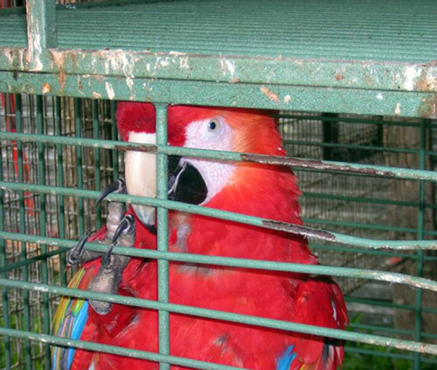 Guerra económica en Venezuela - Página 8 Contrabando-de-aves