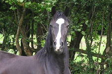 caballo-caricuao