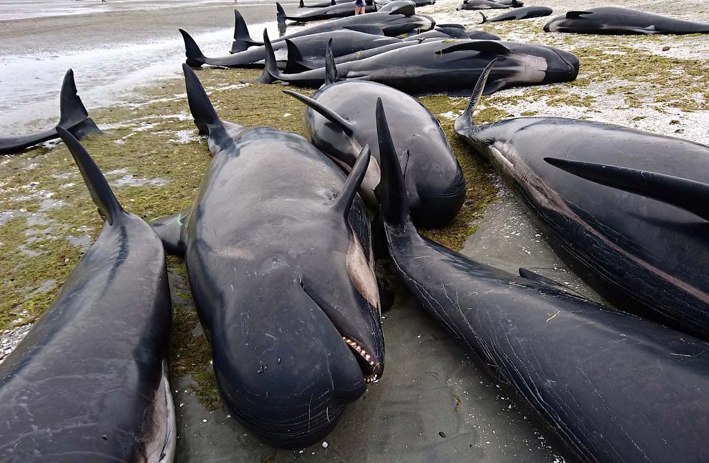 People stand between some of the hundreds of stranded pilot whales that have died after one of the country's largest recorded mass whale strandings, in Golden Bay, at the top of New Zealand's south island, February 10, 2017. REUTERS/Ross Wearing ATTENTION EDITORS - EDITORIAL USE ONLY. NO RESALES. NO ARCHIVE. NEW ZEALAND OUT. NO COMMERCIAL OR EDITORIAL SALES IN NEW ZEALAND. TPX IMAGES OF THE DAY