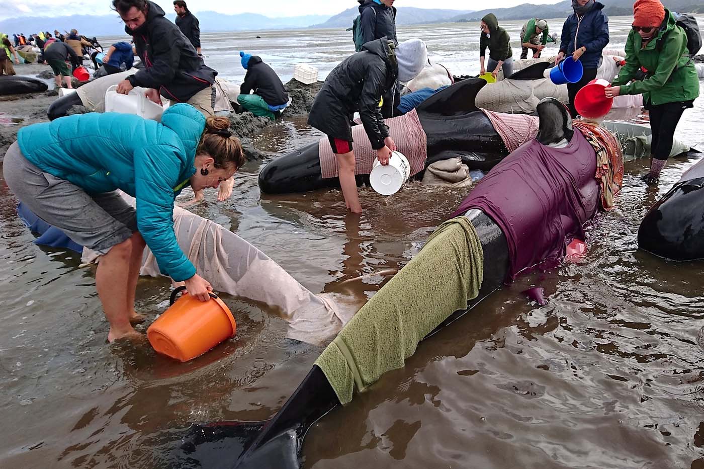 Volunteers try to keep alive some of the hundreds of stranded pilot whales after one of the country's largest recorded mass whale strandings, in Golden Bay, at the top of New Zealand's south island, February 10, 2017. REUTERS/Ross Wearing ATTENTION EDITORS - EDITORIAL USE ONLY. NO RESALES. NO ARCHIVE. NEW ZEALAND OUT. NO COMMERCIAL OR EDITORIAL SALES IN NEW ZEALAND. TPX IMAGES OF THE DAY