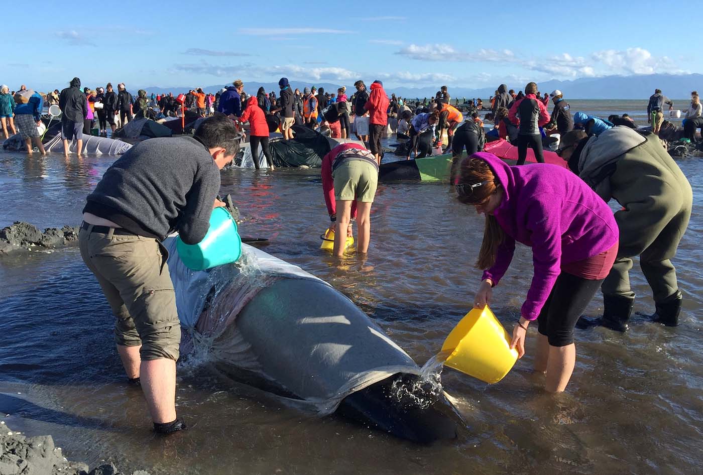 Volunteers pour water onto some of the hundreds of stranded pilot whales still alive after one of the country's largest recorded mass whale strandings, in Golden Bay, at the top of New Zealand's South Island, February 10, 2017. REUTERS/Anthony Phelps