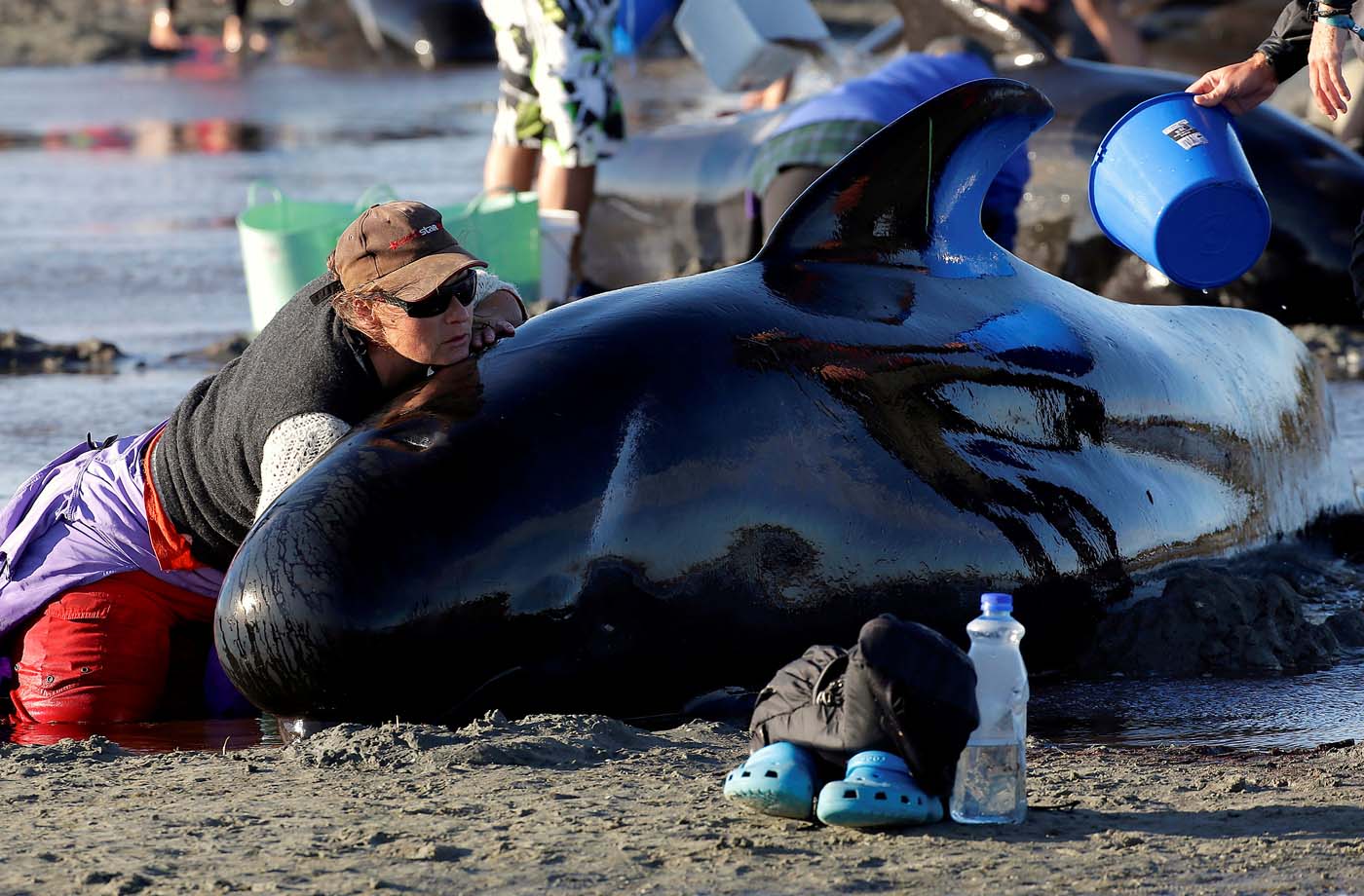 Volunteers attend to some of the hundreds of stranded pilot whales still alive after one of the country's largest recorded mass whale stranding, in Golden Bay, at the top of New Zealand's South Island, February 10, 2017. REUTERS/Anthony Phelps