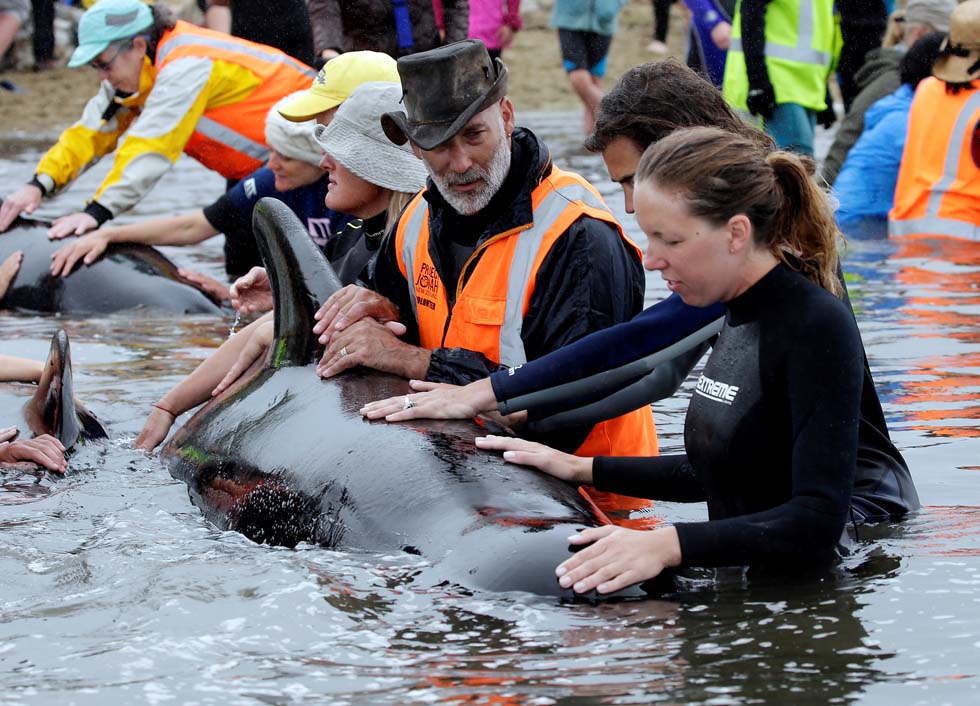 Volunteers look after a pod of stranded pilot whales as they prepare to refloat them after one of the country's largest recorded mass whale strandings, in Golden Bay, at the top of New Zealand's South Island, February 12, 2017. REUTERS/Anthony Phelps