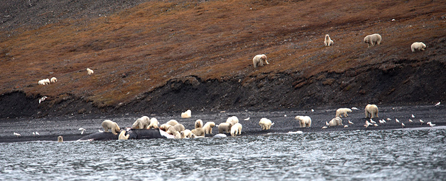 osos polares devorando el cadaver de una ballena (2)