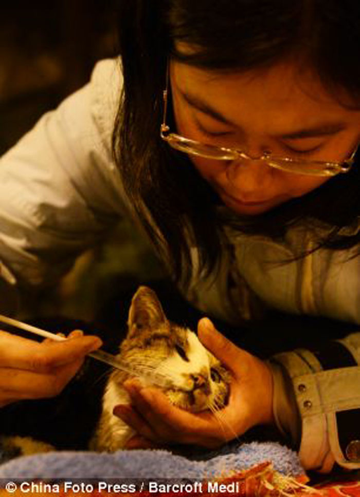 Котики в китае видео. Кошки в Китае.