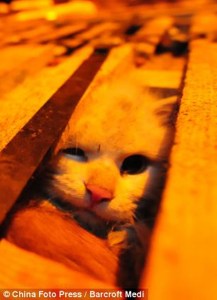 ¡Desalmados! Activistas rescatan más de mil gatos que iban a ser vendidos a restaurantes en China (Fotos)