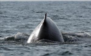 Rescatan a una ballena jorobada varada en costas del Pacífico de Nicaragua