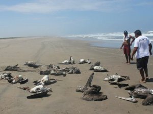 Hallan delfines y lobos marinos muertos en playas de Perú