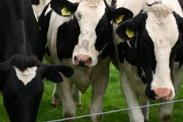 Doce países bloquean compras de carne brasileña por caso de “vaca loca”