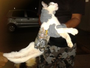 Capturan a “Gato mensajero” de una cárcel (Fotos+Video)