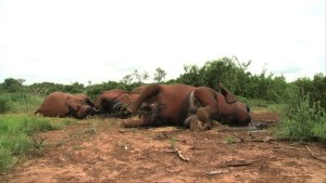 Matanza de elefantes en Kenia (Video)