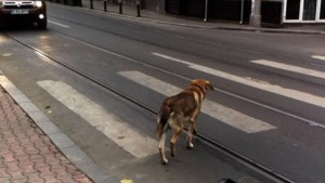 Perros enseñan a peatones (Video)