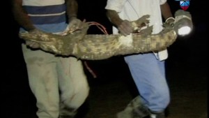 Fuga de cocodrilos en Sudáfrica (Video)