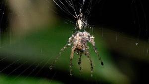 Una extraña araña fabrica una versión gigante de sí misma