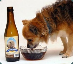 Elaboran cerveza artesanal para perros