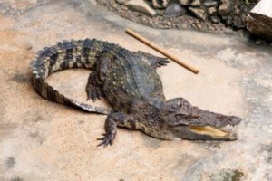 Unos 15.000 cocodrilos se escaparon de una granja en Sudáfrica