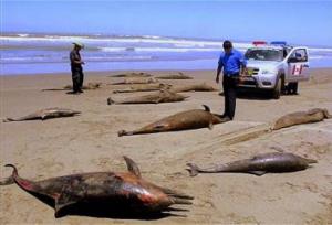 Hallan 35 lobos marinos y 12 delfines muertos en la costa norte de Perú