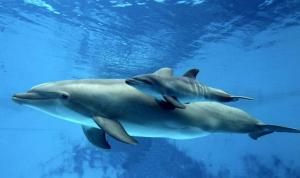 Mataron a 700 delfines debido a una discusión por dinero