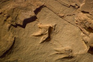 Famosas huellas de dinosaurios en Australia podrían no ser de una estampida
