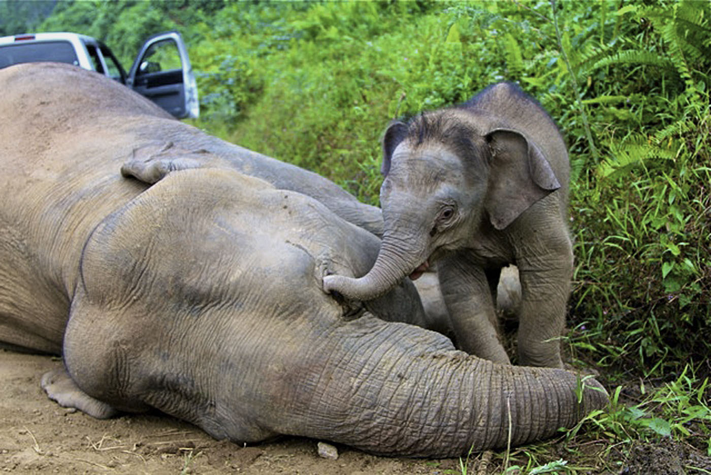 Mueren diez elefantes pigmeo (Fotos)