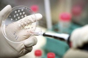 Investigadores de Japón aseguran haber creado linfocitos T a partir de células iPS