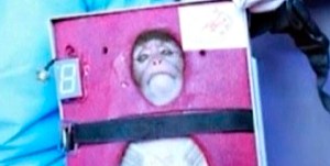 Irán quiere exhibir avances en programa de misiles y por eso envió el mono al espacio (Fotos)