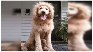 Parece león, mete miedo, pero es un perro (Foto)