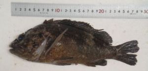 Hallan en Japón un pez con 2.500 veces el nivel legal de radiactividad (Foto)