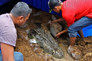 Muere en Filipinas el mayor cocodrilo marino en cautiverio (Fotos)