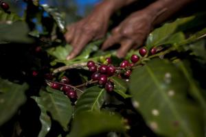 Guatemala declaró emergencia por el hongo de la roya que afecta al café (Fotos)