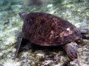 Las tortugas marinas de Indonesia desaparecen a causa de su comercialización