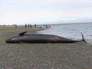 Mueren 20 ballenas y otras 25 son rescatadas tras varar en el estrecho de Magallanes