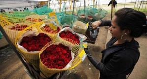 El Día de los Enamorados demandó más flores ecuatorianas en Europa