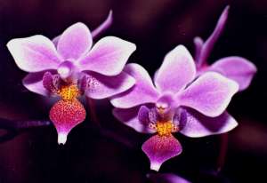 Este 23 de mayo se celebra el día de nuestra flor nacional ¡La Orquídea!