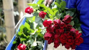 Flores de Colombia para San Valentín (Video)