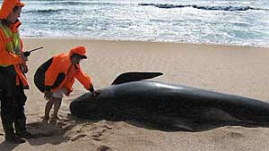 Una ballena y su cría mueren varados en el Pacífico guatemalteco