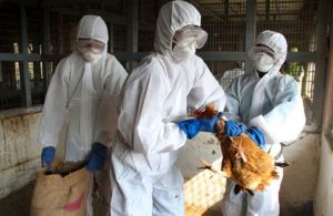 Francia registra primer brote de gripe aviaria H5N1 en ocho años