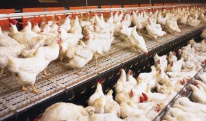 Sacrifican más de 450 mil aves por gripe aviar en México
