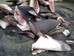 Detienen a 32 personas con 5.000 kilos de filete y aletas de tiburón en Honduras