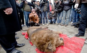 Cuatro leones y dos osos: las mascotas exóticas de un gangster en Rumanía (Insólito!)
