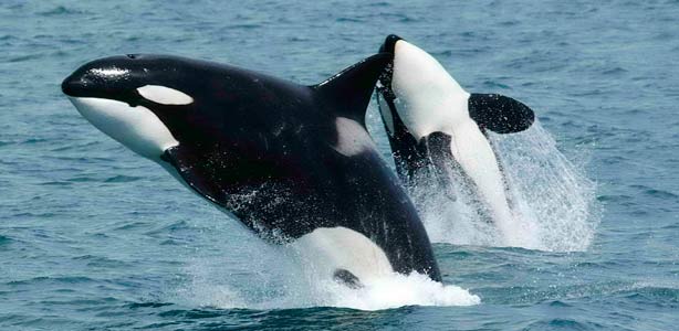 Las orcas, culpables de la escasez de tiburón blanco en la costa de Sudáfrica