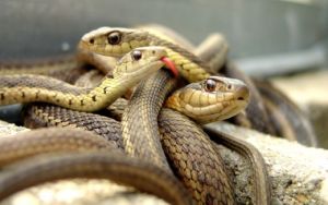 Once serpientes causaron pánico en tribunal egipcio